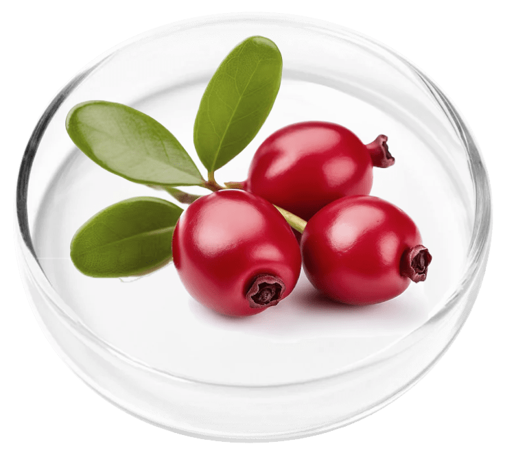 URINARY INCONTINENCE IN WOMEN AND NATURAL TREATMENT - HOW TO STOP URINE LEAKAGE (FEMALE). Bearberry