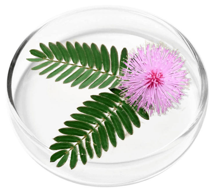 URINARY INCONTINENCE IN WOMEN AND NATURAL TREATMENT - HOW TO STOP URINE LEAKAGE (FEMALE). Mimosa Pudica